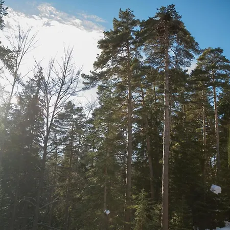 еделвайс